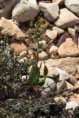 Albuca setosa