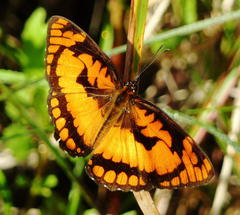 Byblia anvatara acheloia