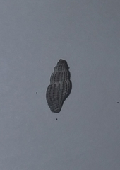 Raphitoma