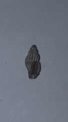 Raphitoma