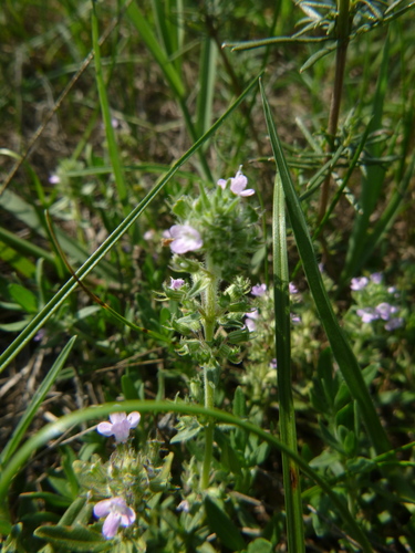 Thymus kosteleckyanus (Thymus kosteleckyanus)