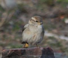 Passer domesticus indicus