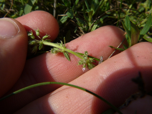 Thymus kosteleckyanus, photograph 6