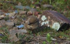 Passer domesticus indicus