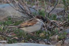 Passer domesticus indicus