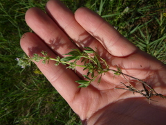 Thymus kosteleckyanus