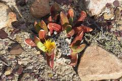 Glottiphyllum regium