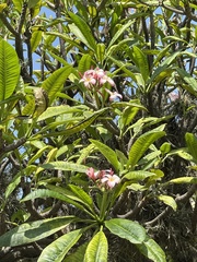 Plumeria rubra