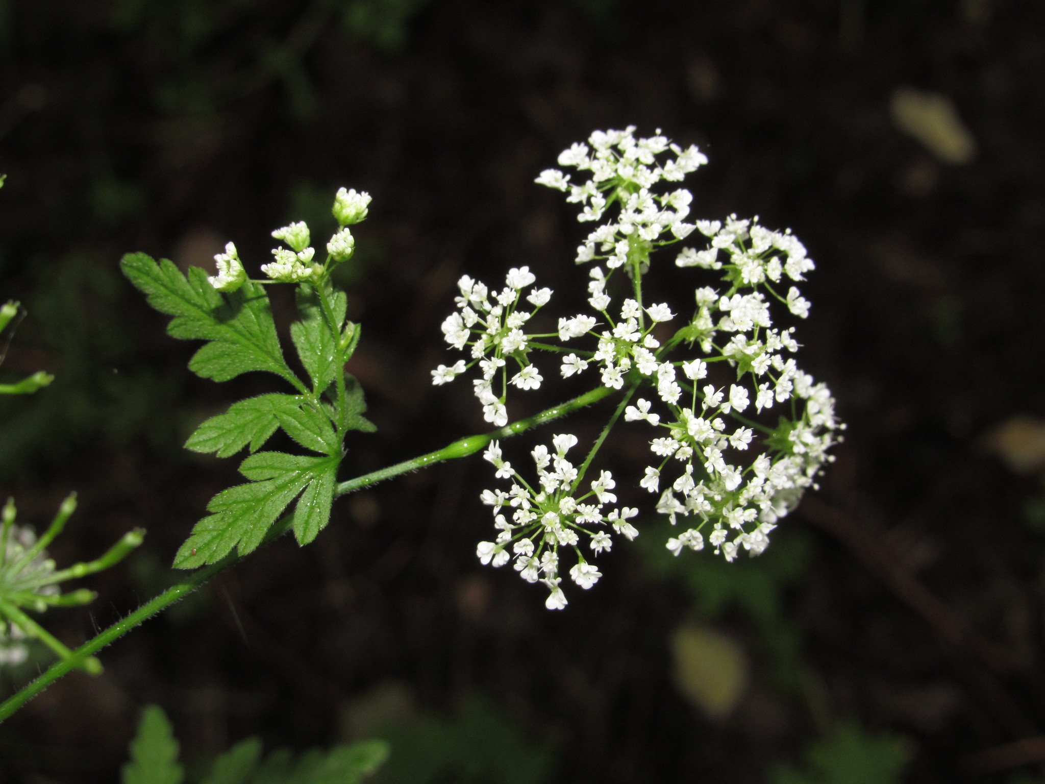 Chaerophyllum temulum