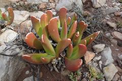 Glottiphyllum regium