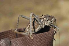 Hetrodes pupus