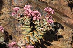 Crassula rupestris rupestris