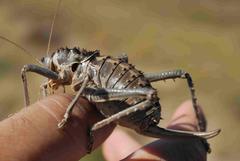 Hetrodes pupus