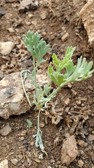 Ehrendorferia chrysantha