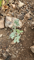 Ehrendorferia chrysantha