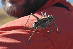 Hetrodes pupus