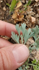 Ehrendorferia chrysantha