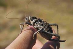 Hetrodes pupus