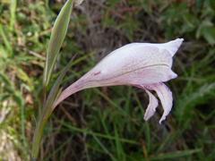 Gladiolus roseovenosus