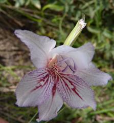 Gladiolus roseovenosus