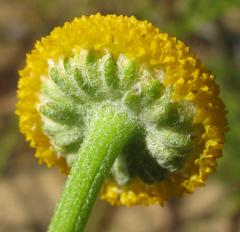 Oncosiphon grandiflorus