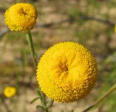 Oncosiphon grandiflorus