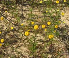 Oncosiphon grandiflorus