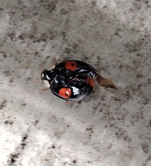 Harmonia axyridis