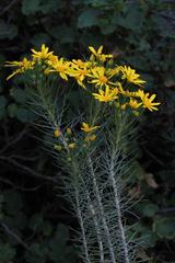 Euryops rehmannii