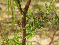 Oncosiphon grandiflorus