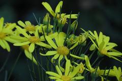 Euryops rehmannii