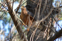Accipiter rufiventris