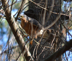 Accipiter rufiventris