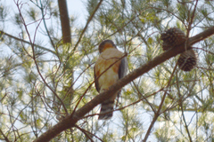 Accipiter rufiventris