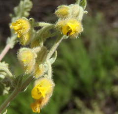 Hermannia conglomerata