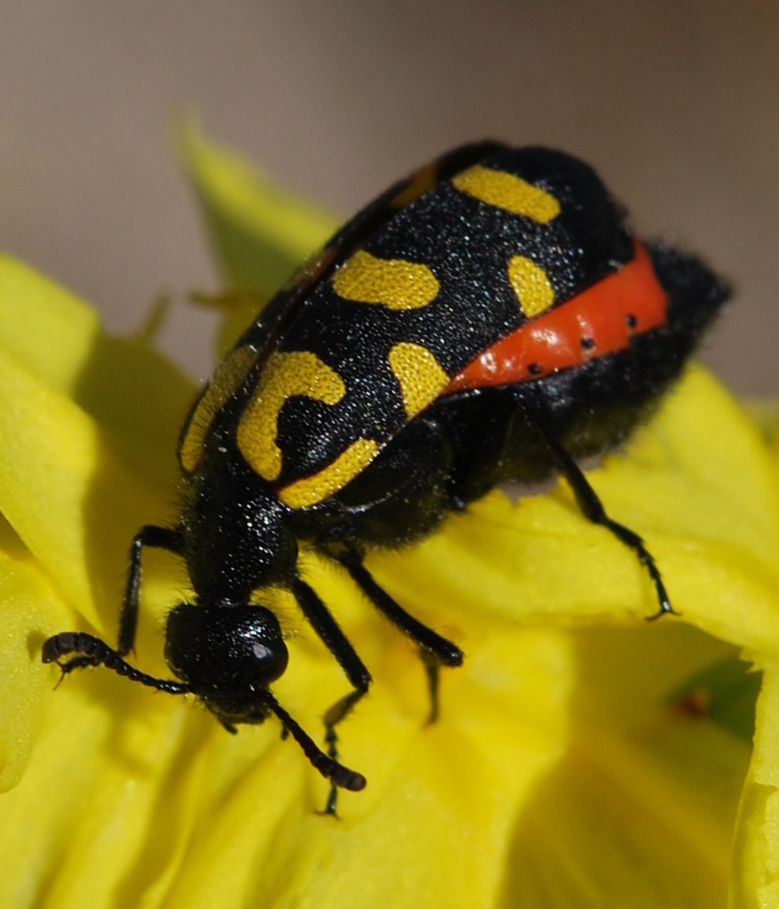 Spotted Blisterbeetle