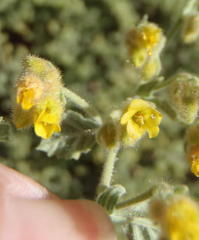 Hermannia conglomerata