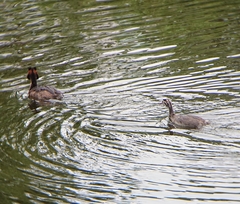 Podiceps cristatus