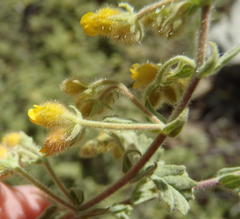 Hermannia conglomerata