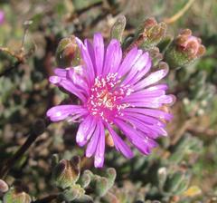 Drosanthemum ambiguum