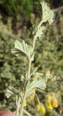 Hermannia conglomerata
