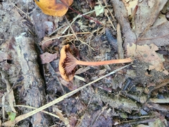 Lactarius subserifluus