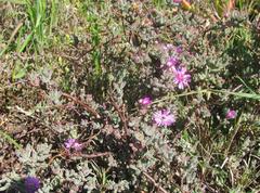 Drosanthemum ambiguum