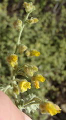 Hermannia conglomerata