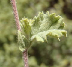 Hermannia conglomerata