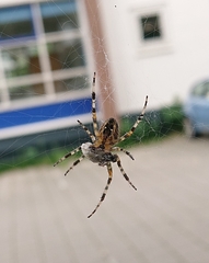 Araneus diadematus