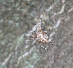 Araneus diadematus