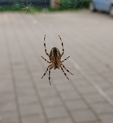 Araneus diadematus