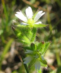 Cerastium capense