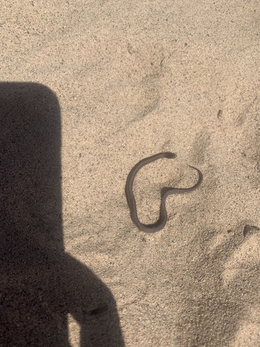 photo of Northern Redbelly Snake (Storeria occipitomaculata occipitomaculata)